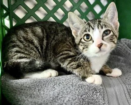 A baby small-sized female Domestic Short Hair cat named Funnel Cake for adoption in West Seneca, NY