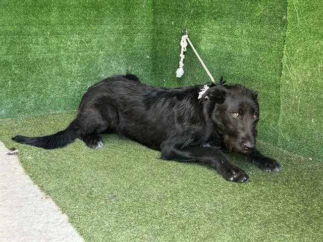 A young large-sized male Giant Schnauzer dog named Finnley for adoption in Lancaster, CA