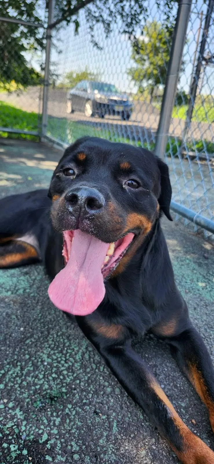 A young large-sized female Rottweiler dog named Cayla for adoption in Jersey city, NJ