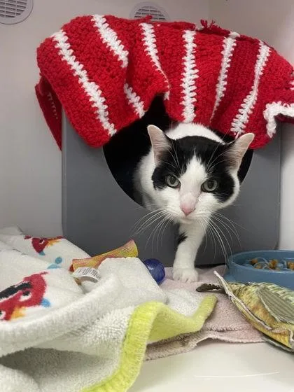 A senior medium-sized male Domestic Short Hair cat named Westley for adoption in Gwinn, MI
