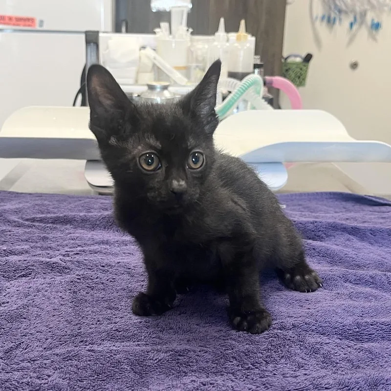 A baby small-sized male Black Domestic Short Hair cat named Ragnarok for adoption in Hinsdale, IL