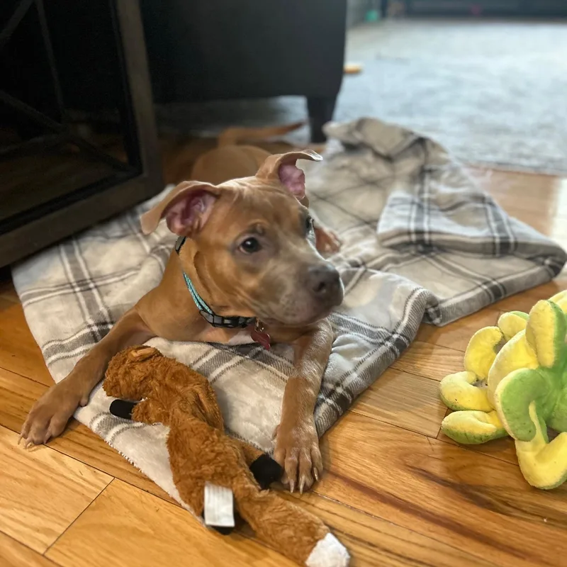 A young large-sized female Brown / Chocolate Pit Bull Terrier dog named Dolly for adoption in Detroit, MI