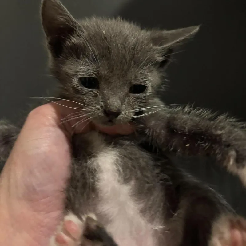 A baby small-sized female Gray / Blue / Silver Domestic Short Hair cat named Emma Shaw for adoption in Eagle Mountain, UT