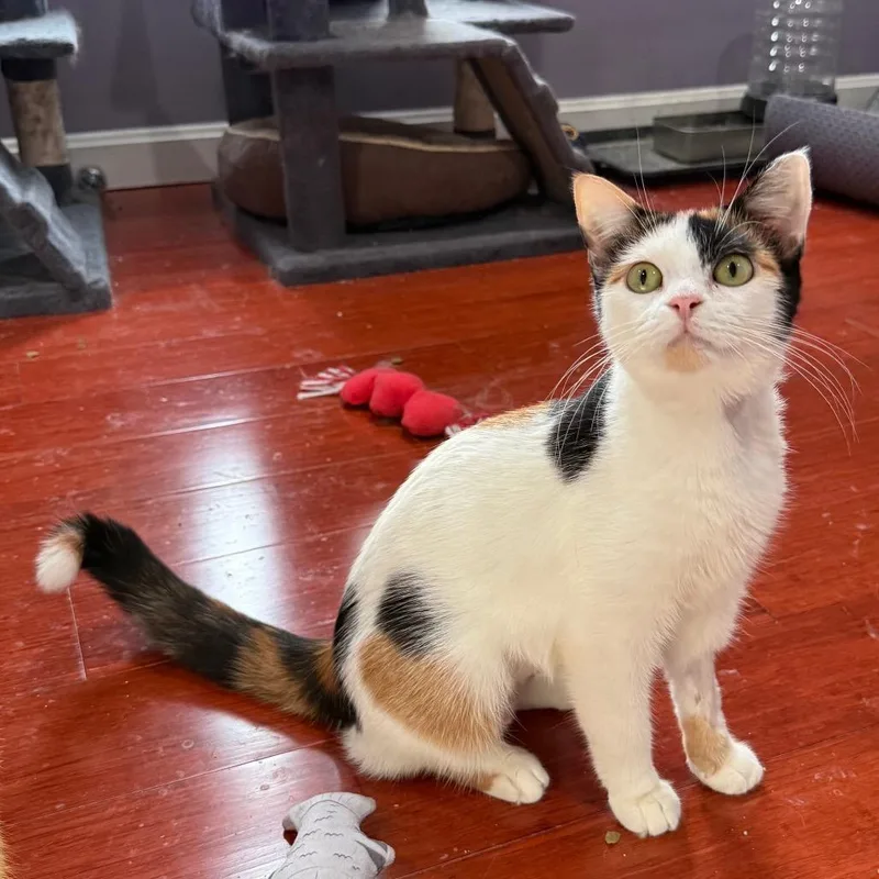 A young medium-sized female Calico Domestic Short Hair cat named Whiskers for adoption in Gibsonia, PA