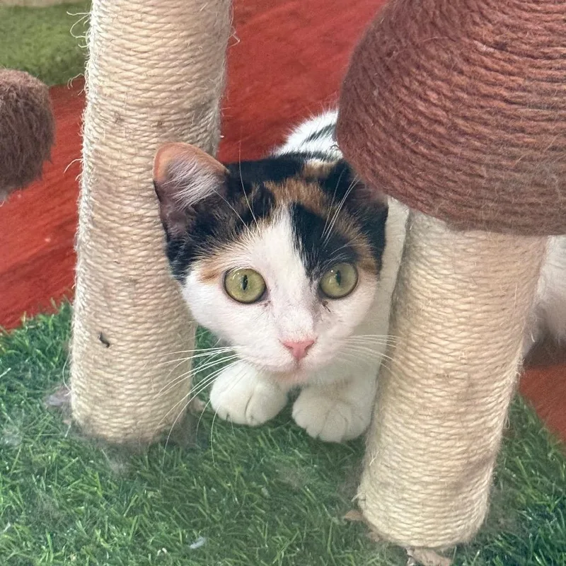 Whiskers thumbnail 6