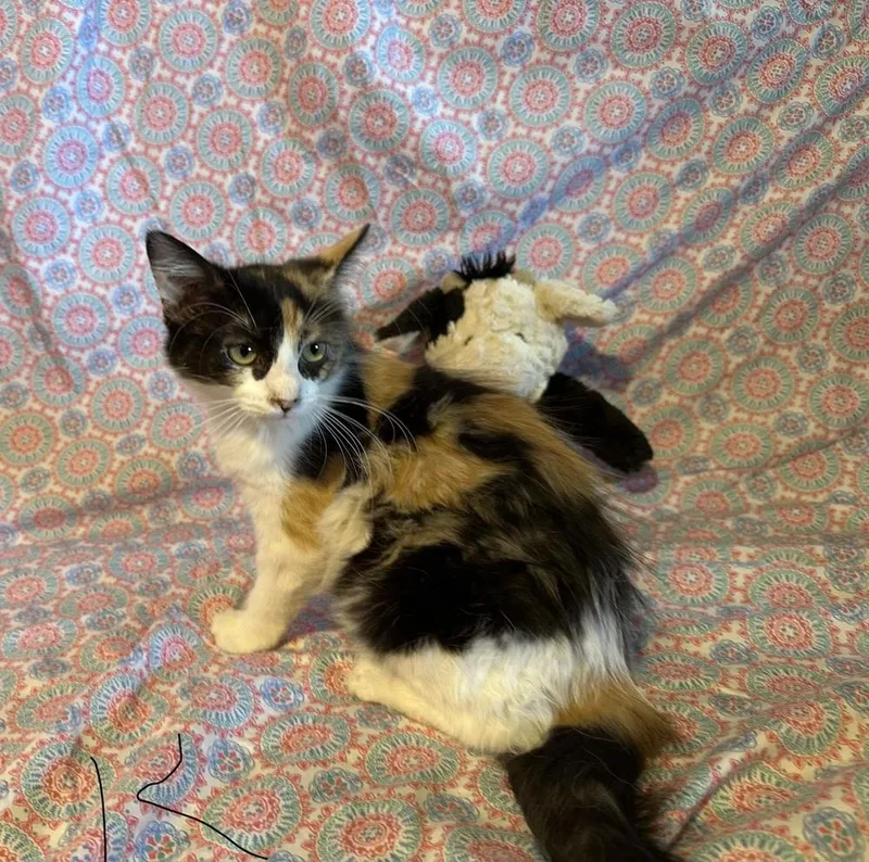 A baby medium-sized female Domestic Long Hair cat named Kato for adoption in Lafayette, CO
