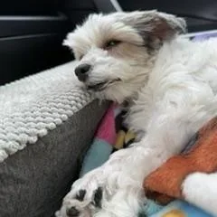 Maddie thumbnail 2