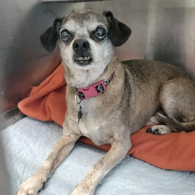A senior small-sized male Yellow / Tan / Blond / Fawn Chihuahua dog named Charlie for adoption in Melbourne, KY