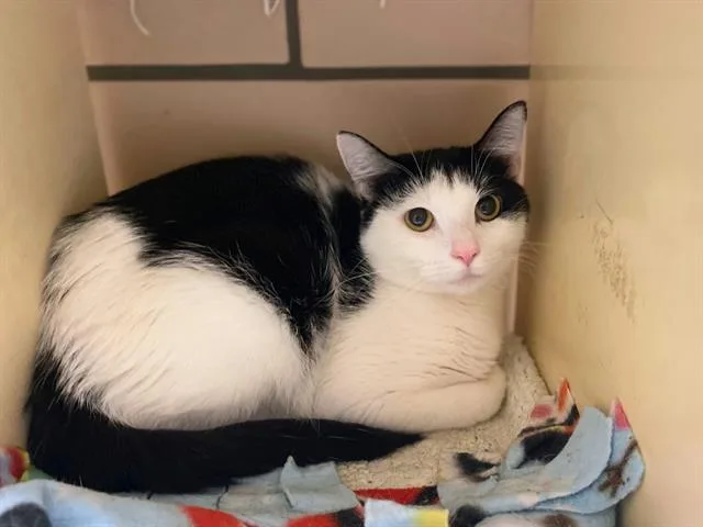 A young small-sized female Domestic Short Hair cat named Stella for adoption in Fort Wayne, IN