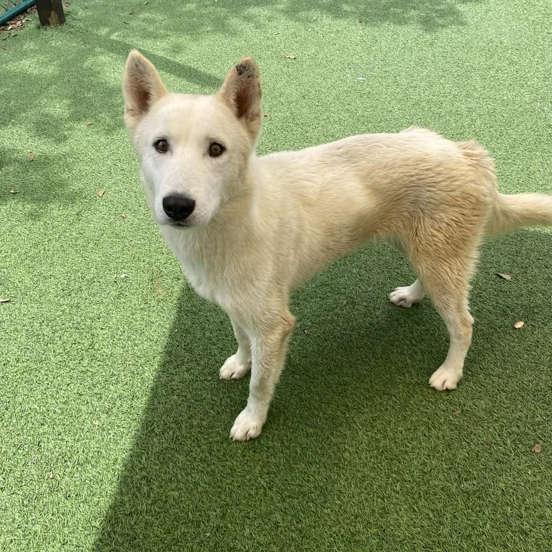 A young medium-sized male White / Cream Husky dog named Ginger for adoption in LOXAHATCHEE, FL