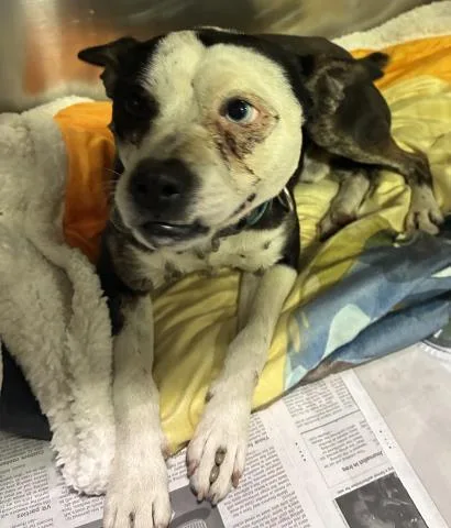 An adult small-sized male Terrier dog named Otis for adoption in Bakersfield, CA