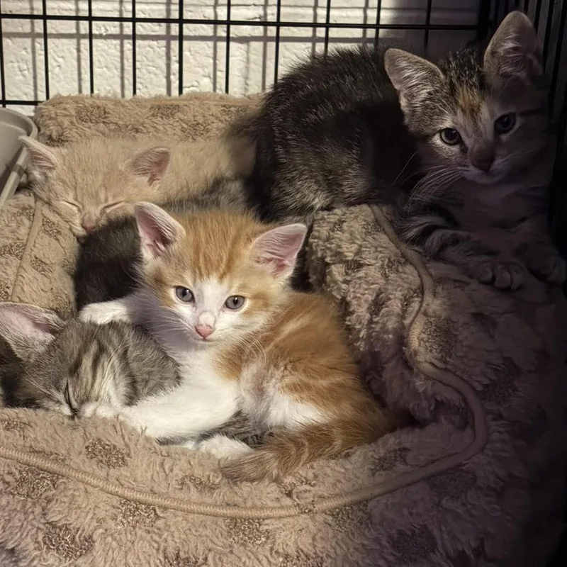 A baby small-sized female Orange / Red Domestic Short Hair cat named Cheesecake for adoption in Los Angeles, CA