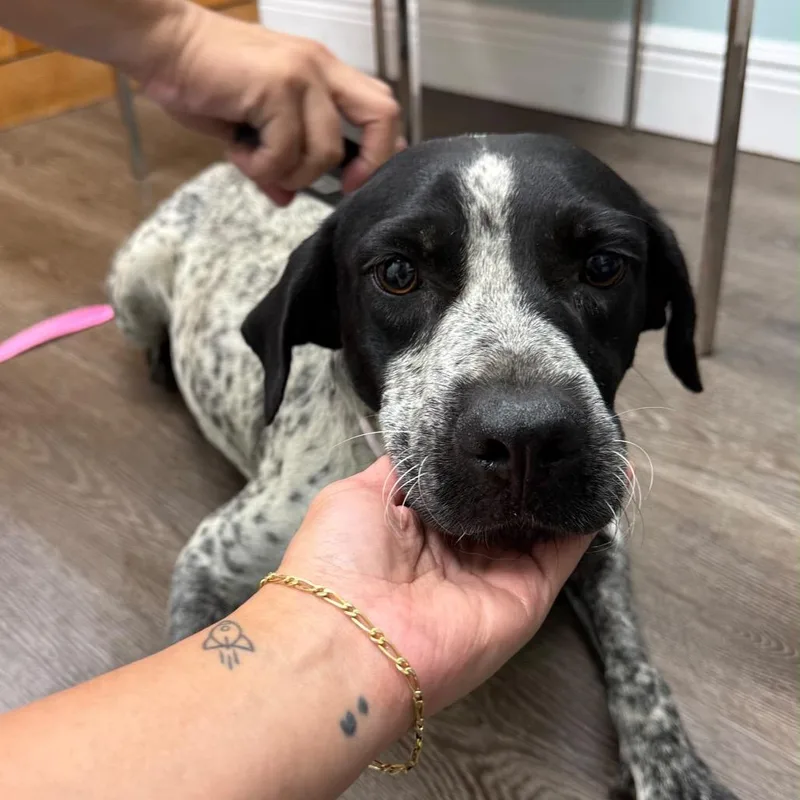 An adult medium-sized female German Shorthaired Pointer dog named Lizzie for adoption in Lauderhill, FL