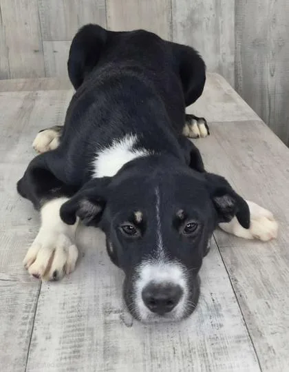An adult small-sized male Mixed Breed dog named Charlie Brown for adoption in Shreveport, LA