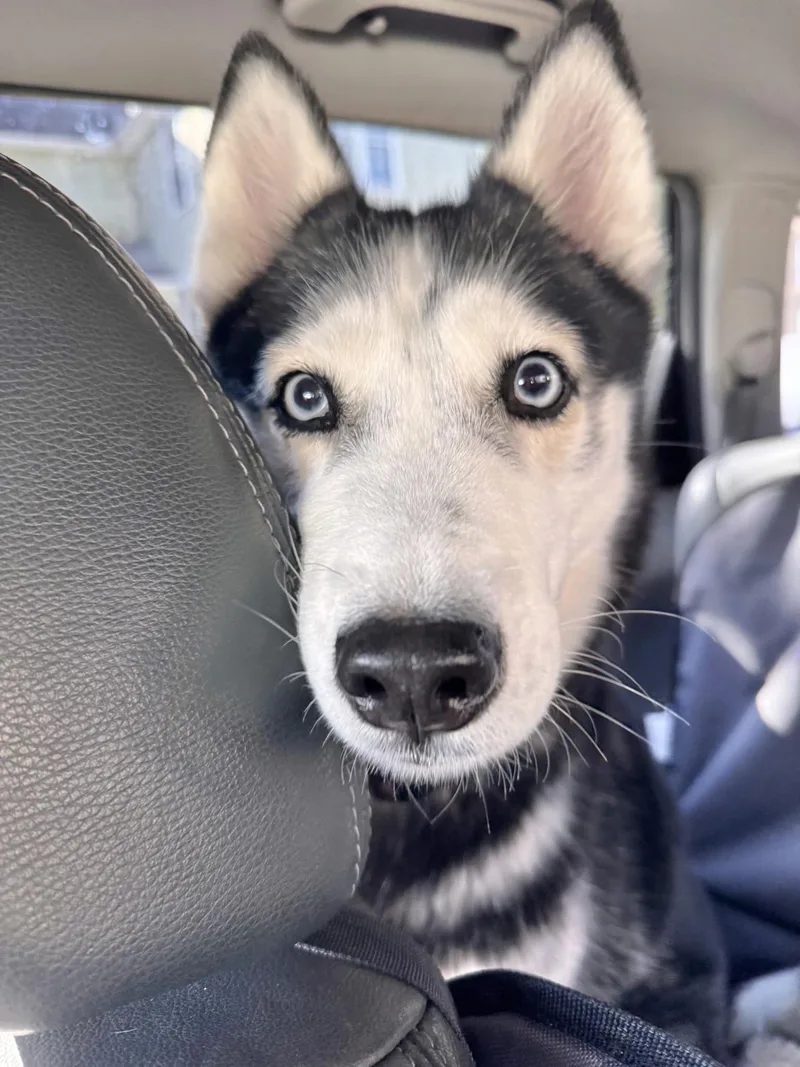 An adult medium-sized female Husky dog named Nikki for adoption in Manchester, CT