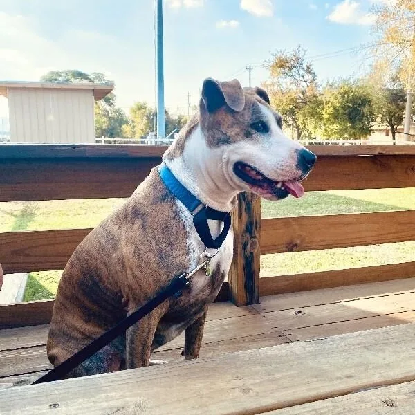 An adult medium-sized female Brindle Pit Bull Terrier dog named Josie Rosie Your Couch for adoption in Friendswood, TX