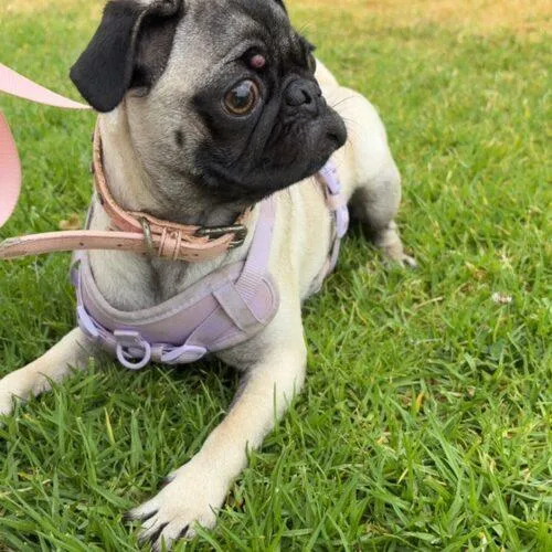 A baby small-sized female Yellow / Tan / Blond / Fawn Pug dog named Dixie for adoption in Seattle, WA