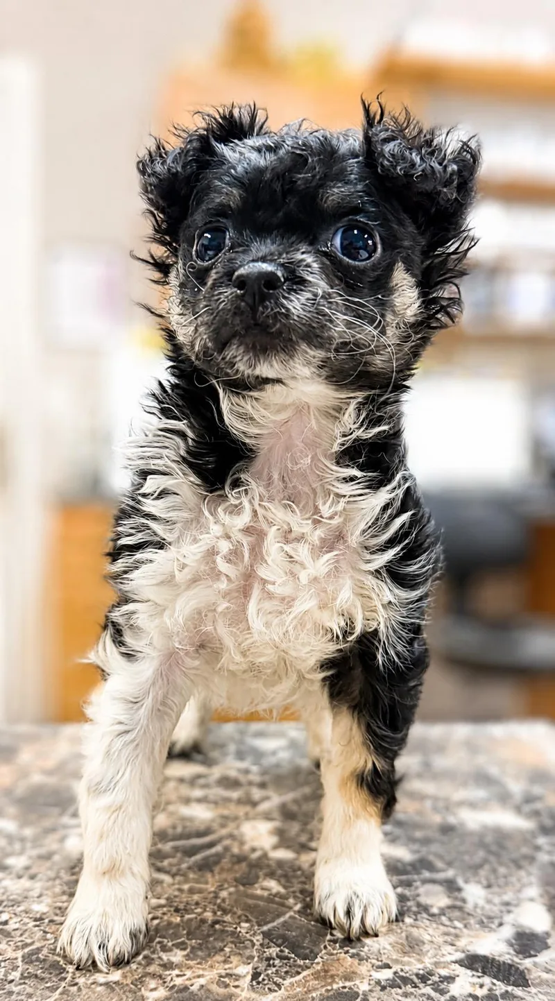 Pip