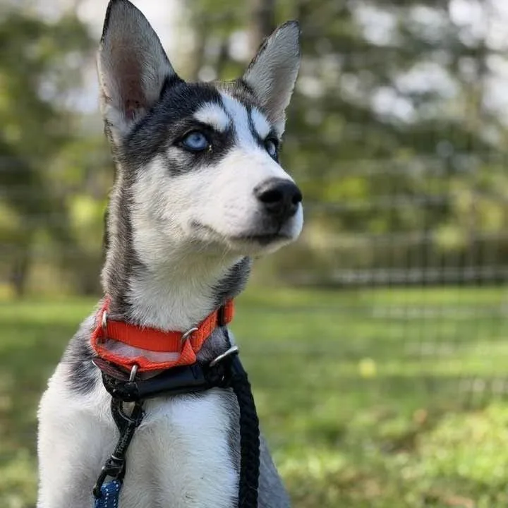A baby medium-sized male Black Siberian Husky dog named Falcon for adoption in Phoenixville, PA