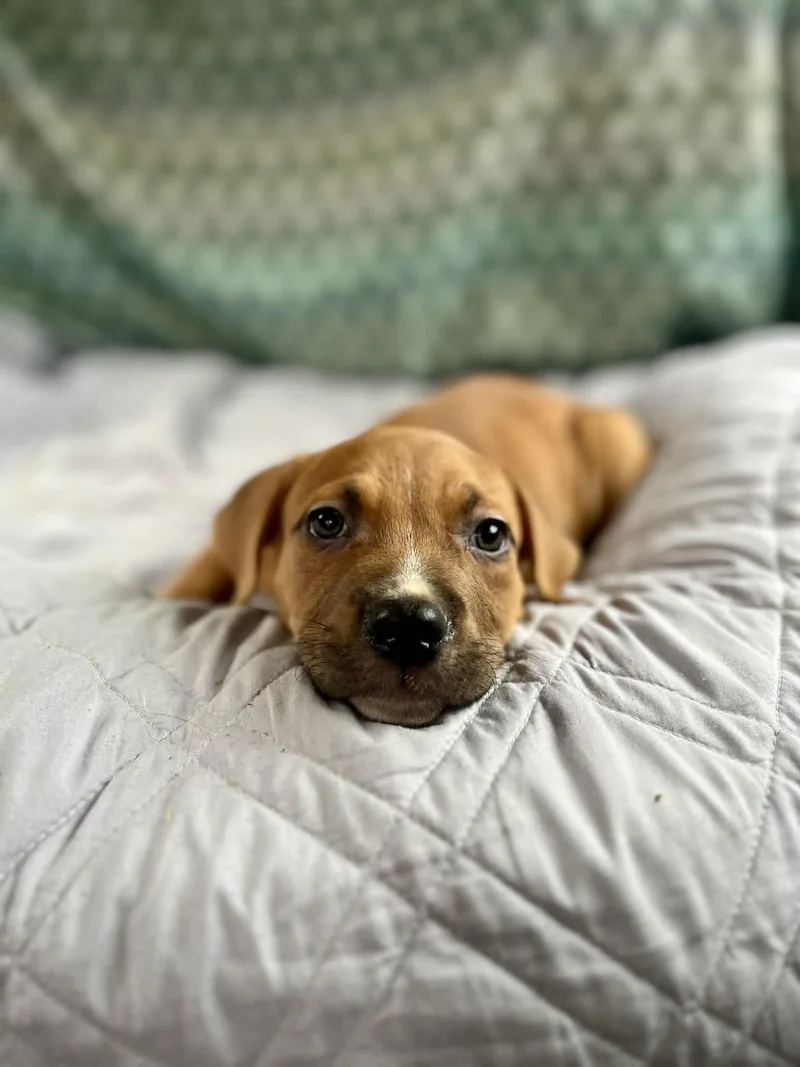 A baby medium-sized male Yellow / Tan / Blond / Fawn Labrador Retriever dog named Cupcake for adoption in Gulfport, MS