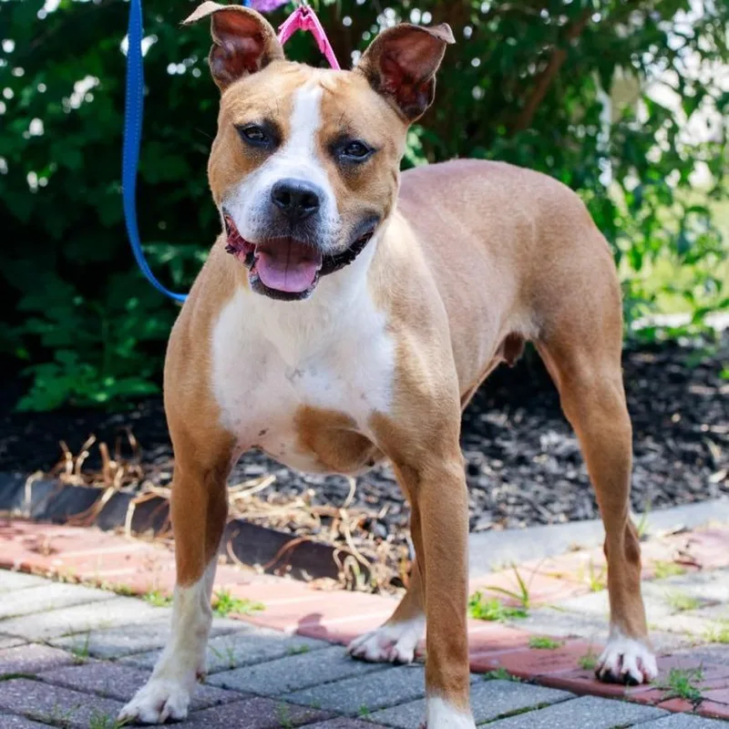 An adult medium-sized female Yellow / Tan / Blond / Fawn American Staffordshire Terrier dog named Sketti for adoption in Easton, PA