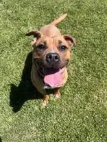 A young medium-sized female Yellow / Tan / Blond / Fawn Pit Bull Terrier dog named Moscato for adoption in Moline, IL