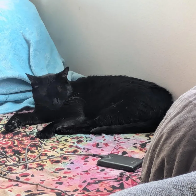 The Midnight Special thumbnail 2