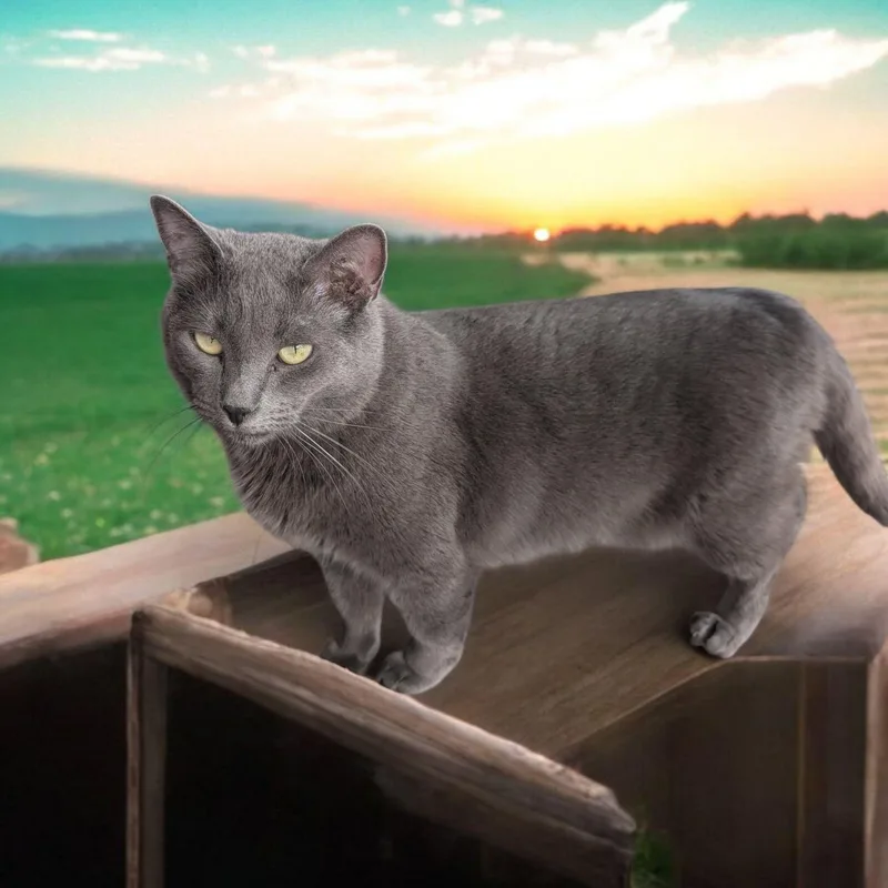 Shake Nc thumbnail 3