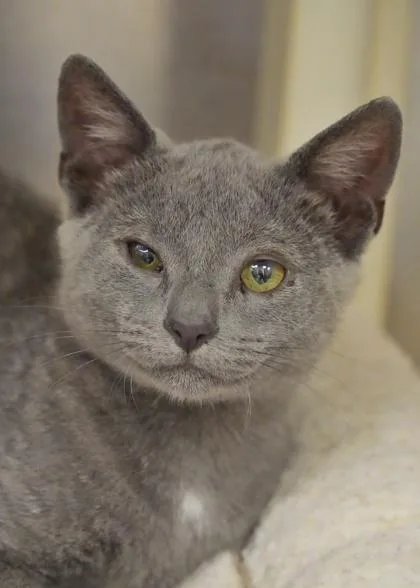 A young small-sized male Domestic Short Hair cat named Gary for adoption in Aiken, SC