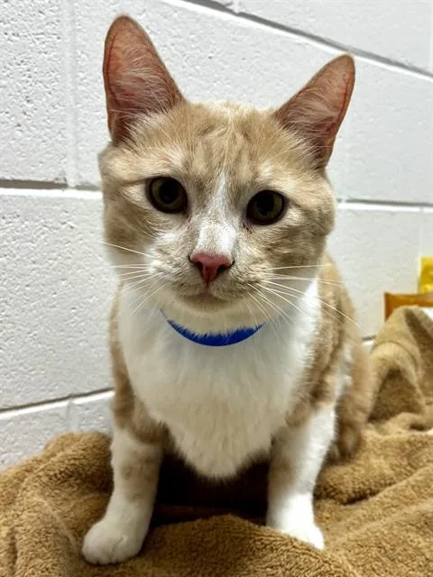 A young large-sized male Domestic Short Hair cat named Zeni for adoption in Upper Marlboro, MD