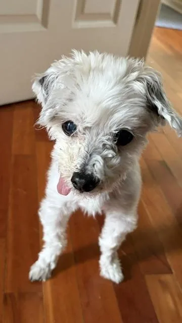 A senior small-sized male Maltese dog named YoYo for adoption in Normal, IL