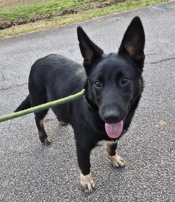 Pen C Cody thumbnail 2