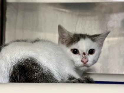 A baby medium-sized male Gray & White Domestic Short Hair cat named Cove for adoption in Athens, GA