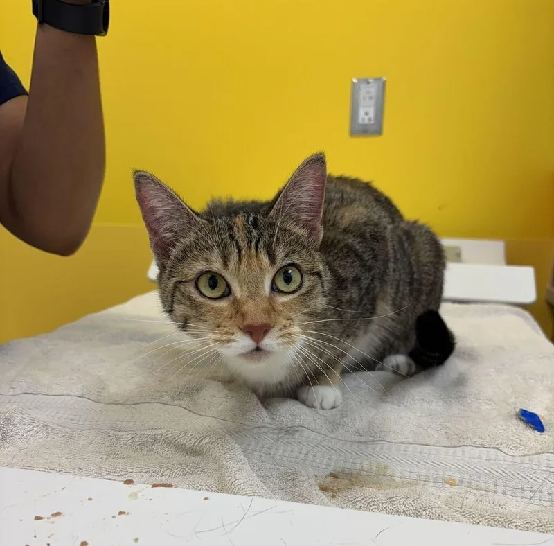 A young small-sized female Calico Domestic Short Hair cat named Penelope for adoption in Raleigh, NC
