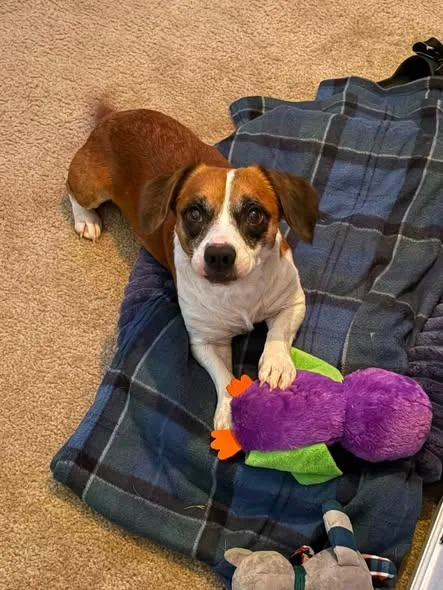 A young small-sized male Chihuahua dog named Walter for adoption in Matthews, NC