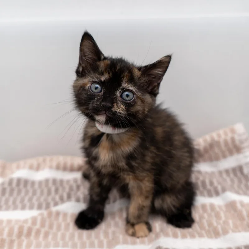 A baby small-sized female Tortoiseshell Domestic Short Hair cat named Folder for adoption in New York, NY