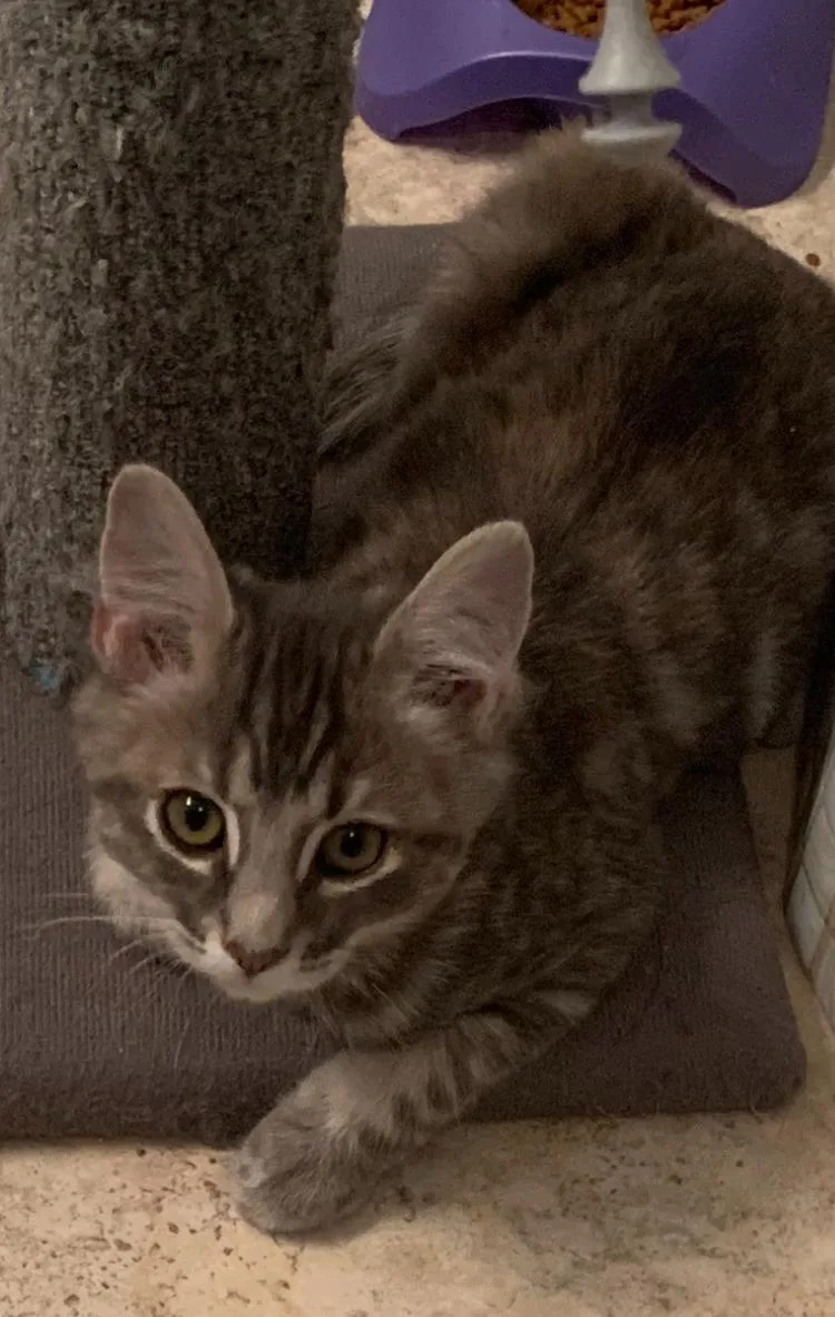A baby small-sized female Tabby (Gray / Blue / Silver) Tabby cat named Daphne for adoption in Gilbert, AZ