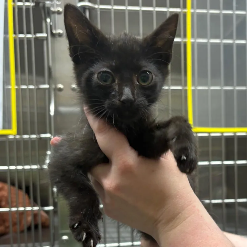 A baby small-sized male Black Domestic Short Hair cat named Dopey for adoption in Morganton, NC