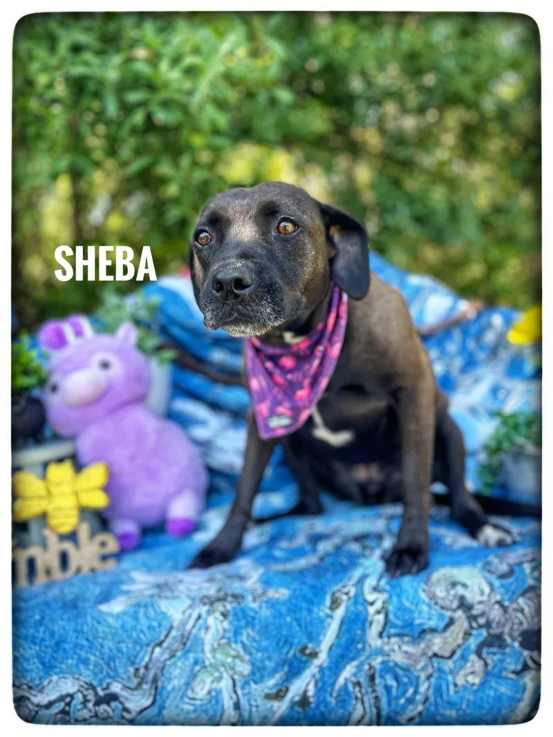 An adult medium-sized female Labrador Retriever dog named Sheba for adoption in Sebring, FL
