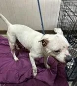 A senior medium-sized female White / Cream American Bulldog dog named Shay for adoption in Denton, TX