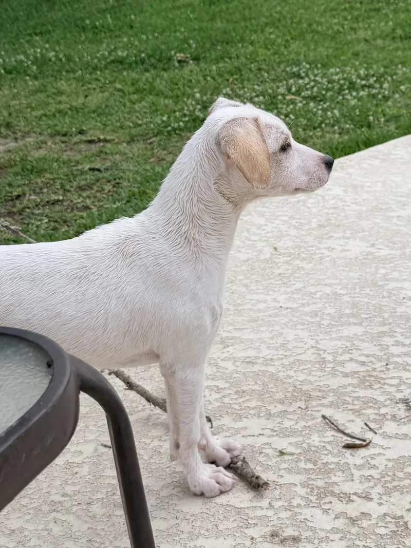 A young medium-sized female White / Cream Spaniel dog named Ophelia for adoption in Baker, LA