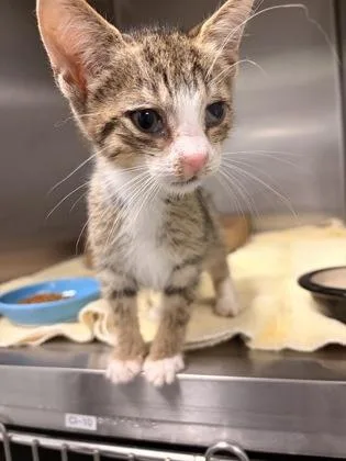 A baby small-sized male Domestic Short Hair cat named Matcha for adoption in Fallston, MD