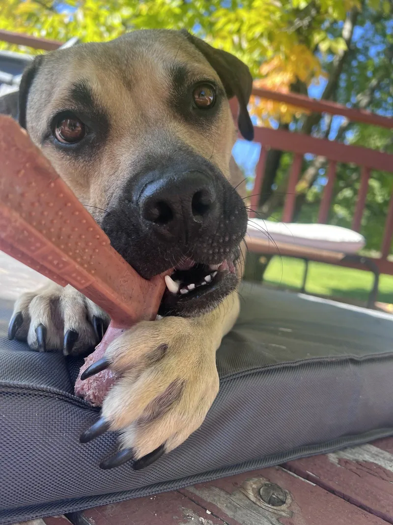 An adult medium-sized female Pit Bull Terrier dog named Camille for adoption in Polson, MT