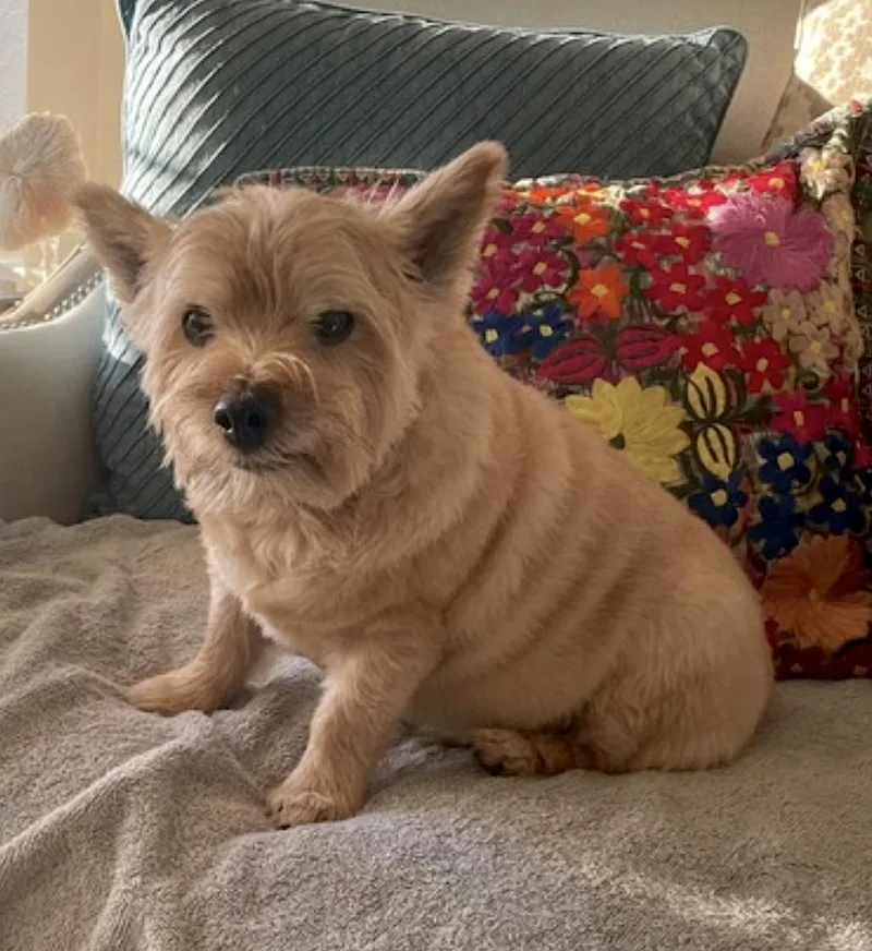 A senior small-sized male Apricot / Beige Norwich Terrier dog named Samson for adoption in Amherst, MA