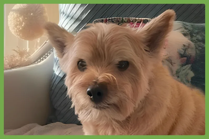 Samson thumbnail 3