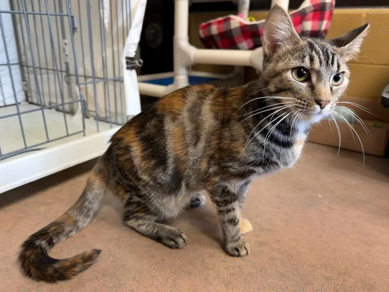 A baby medium-sized female Domestic Short Hair cat named Ruby Frost for adoption in Cincinnati, OH