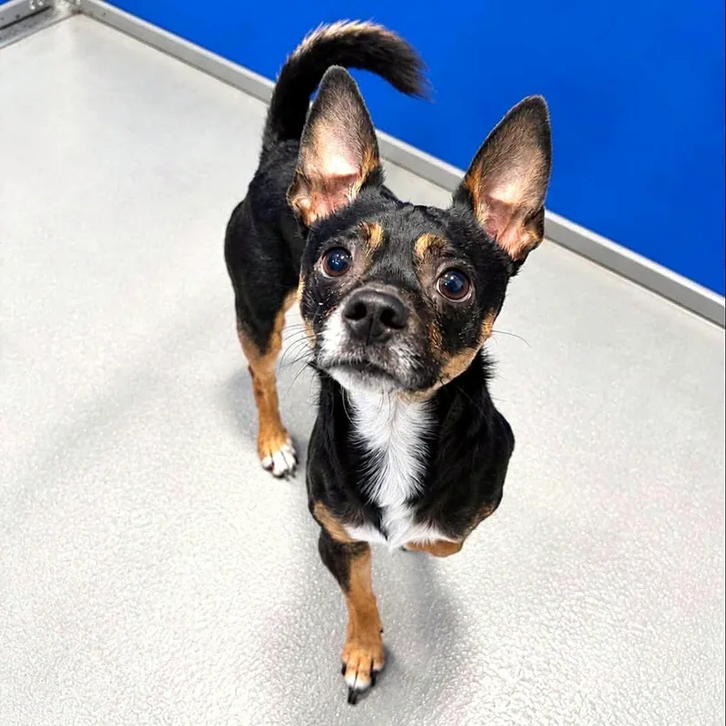 A young small-sized male Miniature Pinscher dog named Jacques for adoption in Boerne, TX