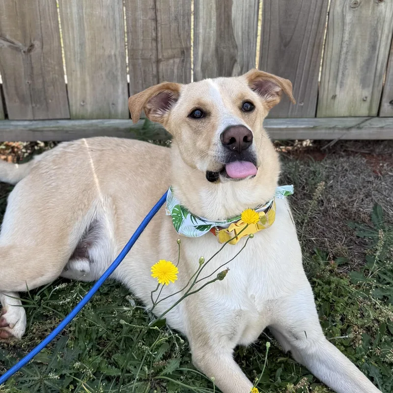 A young large-sized male White / Cream Labrador Retriever dog named Keegan for adoption in Columbia, SC
