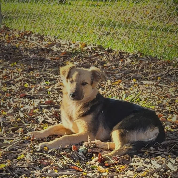 A young medium-sized female Shepherd dog named Summer for adoption in Ringwood, NJ
