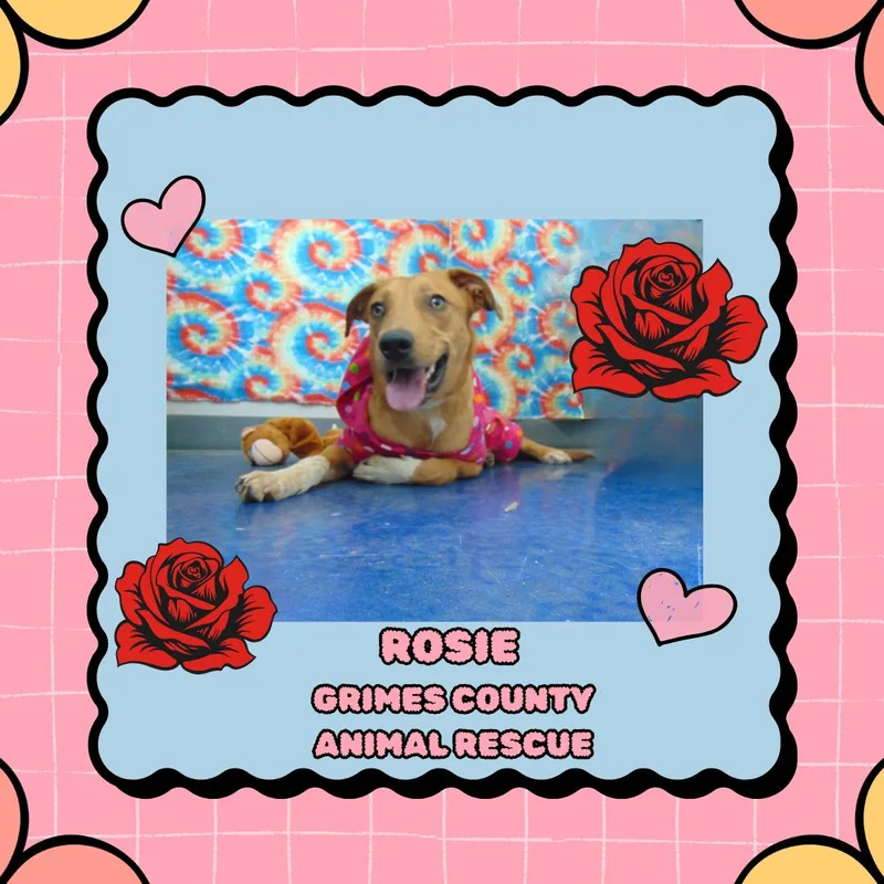 Rosie